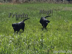 Reinrassige Labradoren Mogli und Frieda