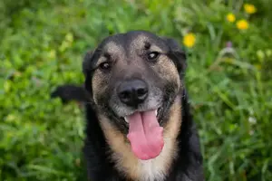 *MAXI* liebt die Nähe zu den Menschen und zu seinen Artgenossen 