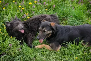 *PRISKA* Sie sucht eine Familie mit viel Liebe und Geduld, denn alles Neue bereitet ihr Angst Bild 7