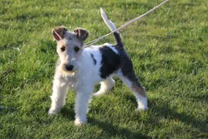 Drahthaar Foxterrier Welpen.