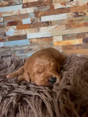 Labdadoodle F1