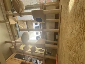 Zwei tolle deckenhohe Katzen Kratzbäume in super Zustand abzug.  
