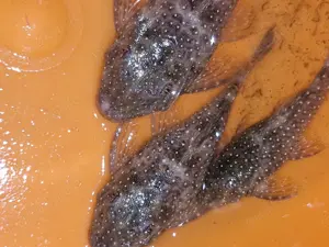 Grünpunkt Antennenwels - L486 - Aquarienfische