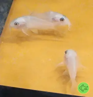 Snow white Panda Panzerwels - Snow white long fin Panda