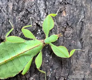 Wandelnde Blätter (Phyllium philippinicum)