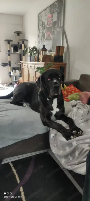 Deutscher Doggen Mix sucht nach Tod der Besitzerin neues zu Hause