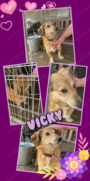zuckersüße kleine Hündin "Vicky" sucht dringend ein schönes Zuhause 