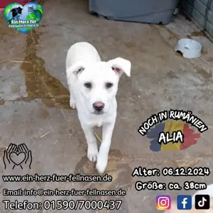 Welpenkind Alia auf der Suche nach dem Glück