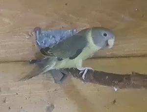 Pflaumenkopfsittiche 