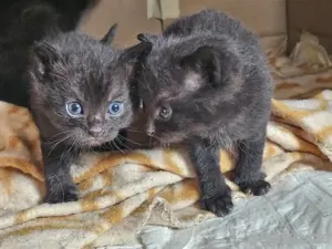Kitten  Katzenbaby in liebevolle Hände abzugeben 