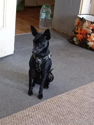 Rehpinscher 