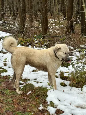 Kangal-Rüde sucht erfahrenes Zuhause