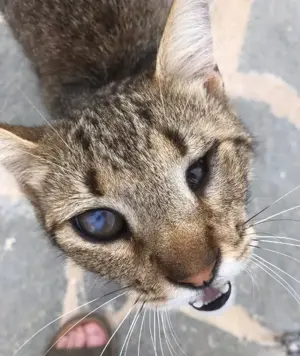 Bebe, neugierige Frohnatur, ca. 3 Jahre