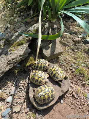 Griechische Landschildkröten Thb