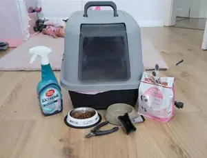 Britische Kurzhaar. Baby Kätzchen. Bild 3