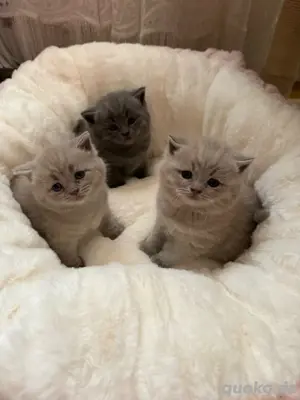 BKH Kitten Blue Lilac