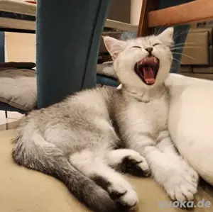 Kurzhaarkatze