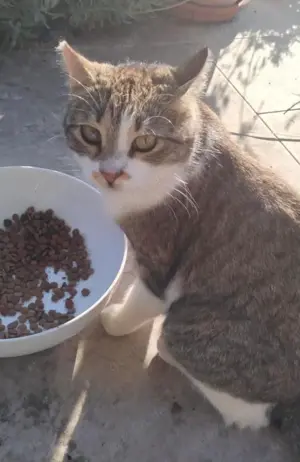Leia, freundliche Katzendame, ca. 3 Jahre