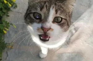 Leia, freundliche Katzendame, ca. 3 Jahre *in 91058 Erlangen*