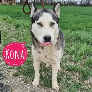 Kona, bildhübsche Polarhündin