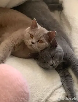 BKH katzen