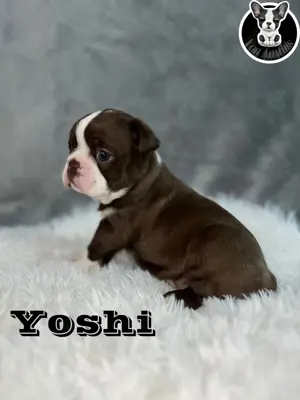 Boston Terrier Welpen in Farbe mit Näschen  Bild 3