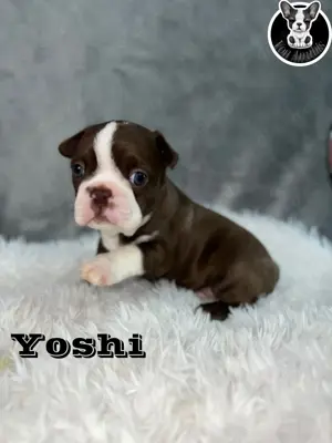 Boston Terrier Welpen in Farbe mit Näschen  Bild 2