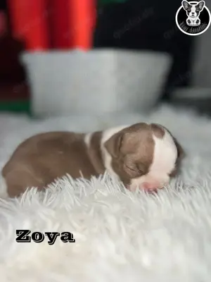 Boston Terrier Welpen in Farbe mit Näschen  Bild 5