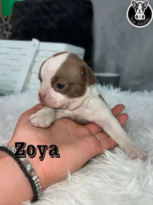 Boston Terrier Welpen in Farbe mit Näschen  Bild 4