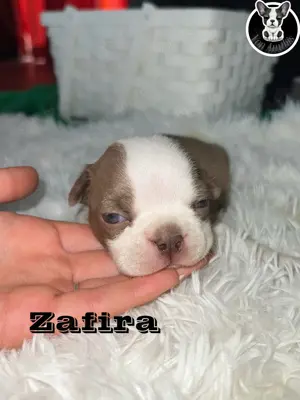 Boston Terrier Welpen in Farbe mit Näschen  Bild 7