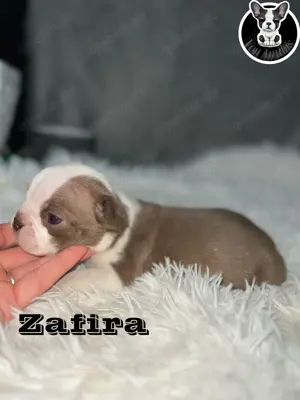 Boston Terrier Welpen in Farbe mit Näschen  Bild 8