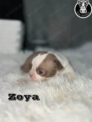 Boston Terrier Welpen in Farbe mit Näschen  Bild 6