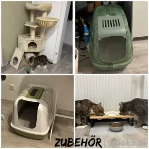 2x Brüder abzugeben