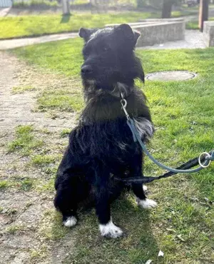 Traumhündin MILOU sucht ihre Menschen in Bielefeld
