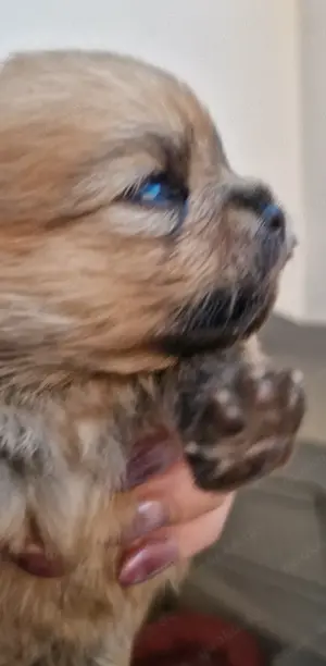 Zwergspitz Welpen ( pomeranian) 
