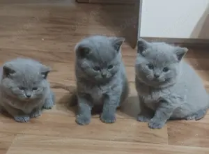 Bkh Kitten in Blau Farbe (Abgabebereit )