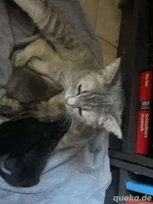 BKH. Mutter Katze mit Kitten