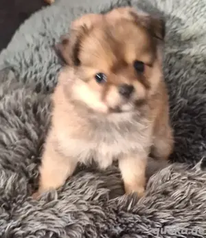 Pomchi Welpen