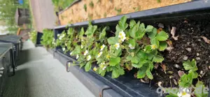 Wilderdbeeren Pflanzen zur verkaufen 