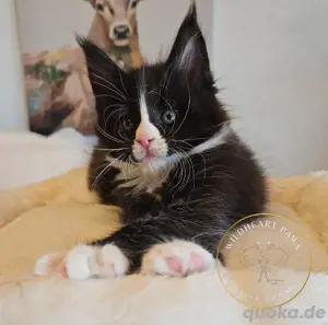 Maine Coon Kitten, TOP, majestätische Verpaarung Bild 9