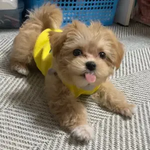 Maltipoo Welpen