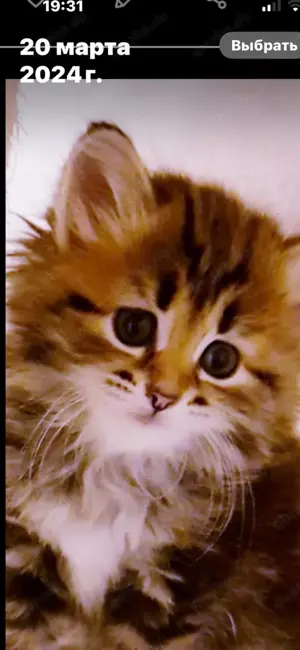 Sibirische Neva-Masquarade Kitten 