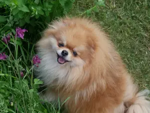 Pomeranian Zwergspitz