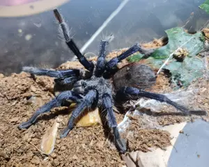 Lasiocyano Sazimai 1.0 Bild 2