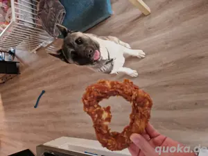 Amerikanischer Akita zu verkaufen 