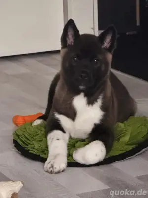 Wunderschöne Reinrassige American Akita Welpen