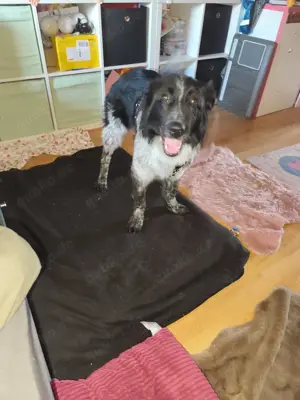 Tierschutz Hündin Maya 