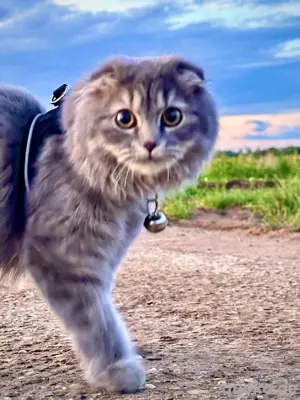 Hauskatze, nur zur Haltung im Haus geeignet.