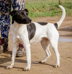 Panni, eine aktive Terrier - Mischlingshündin