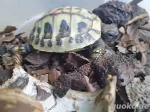 Griechische Landschildkröten THB (Nachzuchten aus 2022 und 2023)